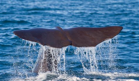 are galapagos sperm whales endangered species
